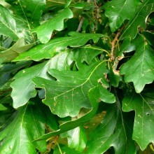 Quercus macrocarpa