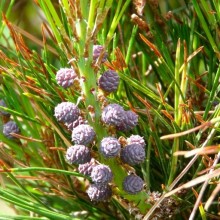 Pinus densiflora