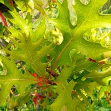 Quercus palustris 'Swamp Pygmy'