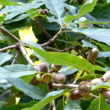 Quercus petraea 'Mespilifolia'