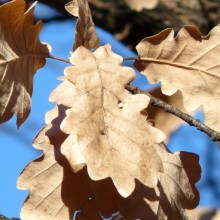 Quercus pubescens