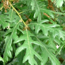 Quercus pyrenaica