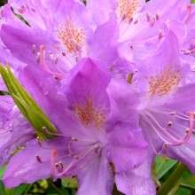 Rhododendron