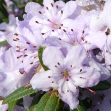 Rhododendron hippophaeoides | květy