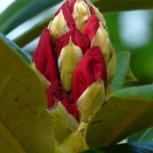 Rhododendron hybr. 'Berliner Liebe'