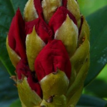 Rhododendron hybr. 'Berliner Liebe'