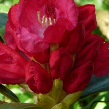 Rhododendron hybr. 'Berliner Liebe'