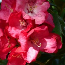 Rhododendron hybr. 'Berliner Liebe'