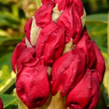 Rhododendron hybr. 'President Roosevelt'