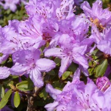 Rhododendron impeditum 'Krumlov'