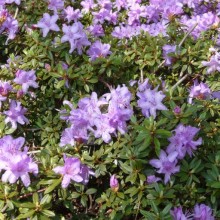 Rhododendron impeditum 'Krumlov'