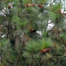 Pinus jeffreyi