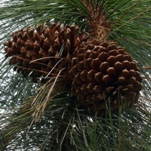 Pinus jeffreyi | šišky