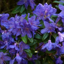 Rhododendron impeditum 'Violetta'