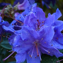 Rhododendron impeditum 'Violetta'