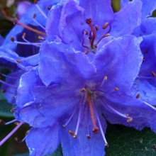 Rhododendron impeditum 'Violetta'