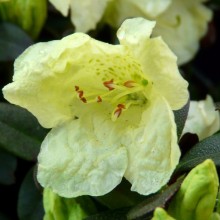 Rhododendron impeditum 'Wren'