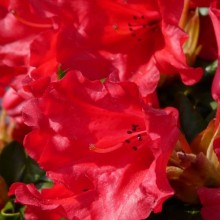 Rhododendron repens 'Scarlet Wonder'