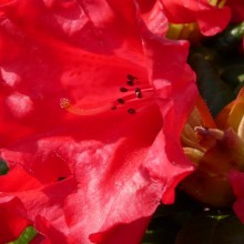 Rhododendron repens 'Scarlet Wonder'