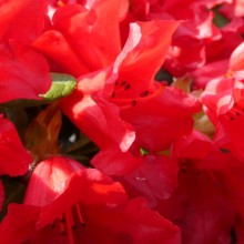 Rhododendron repens 'Scarlet Wonder'