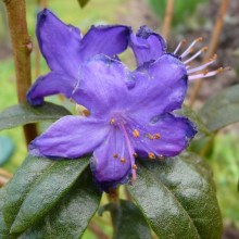 Rhododendron russatum 'Azurwolke'