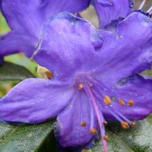 Rhododendron russatum 'Azurwolke'