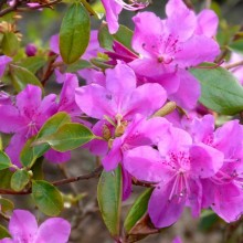 Rhododendron sichotense