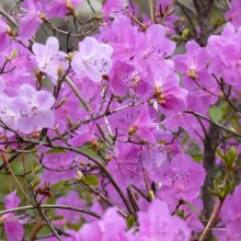 Rhododendron hybr. 'Praecox'