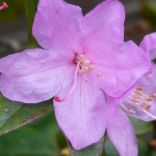 Rhododendron hybr. 'Praecox'