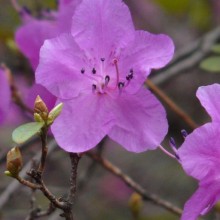 Rhododendron hybr. 'Praecox'