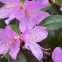 Rhododendron hybr. 'Praecox'