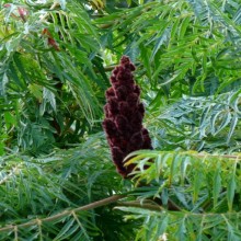 Rhus typhina 'Laciniata'