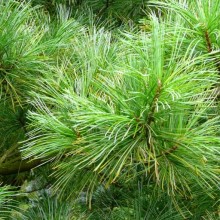 Pinus koraiensis