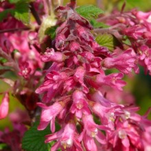 Ribes sanguineum 'King Edward VII'