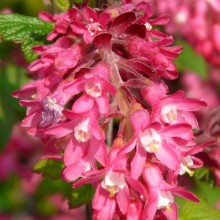 Ribes sanguineum 'King Edward VII'