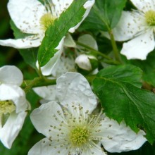 Rubus fruticosus | květ