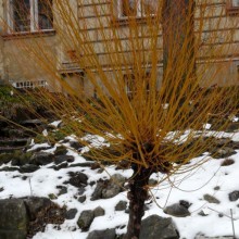 Salix alba