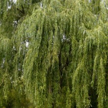 Salix alba 'Tristis'
