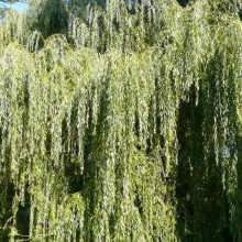Salix alba 'Tristis'