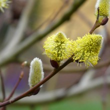 Salix caprea