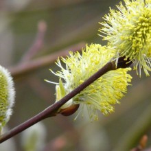 Salix caprea