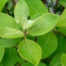 Salix caprea 'Kilmarnock'