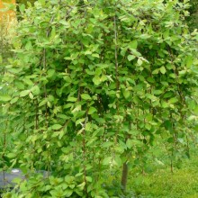 Salix caprea 'Kilmarnock'