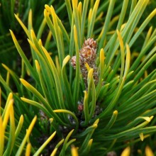 Pinus mugo 'Carsten'