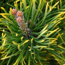 Pinus mugo 'Carsten'