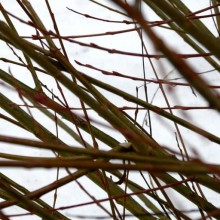 Salix purpurea