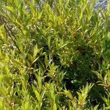 Salix repens