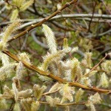 Salix sachalinensis 'Sekka'