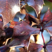 Mahonia aquifolium