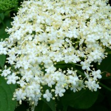 Sambucus nigra | květenství